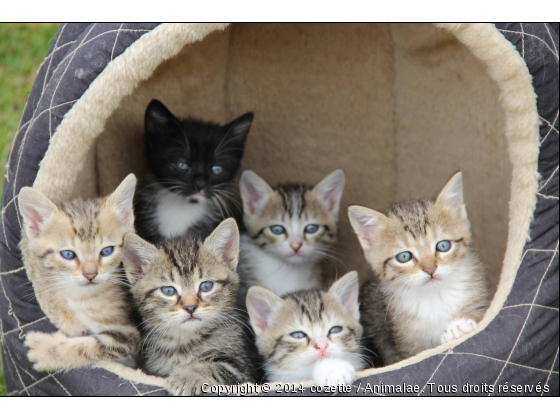 chatons - Photo de Chats