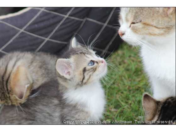 chaton - Photo de Chats