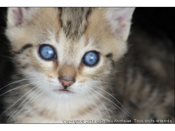 tu as de beaux yeux tu sais - Photo de Chats