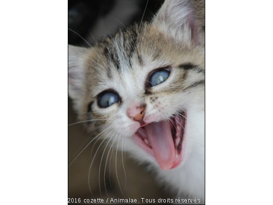 chaton - Photo de Chats