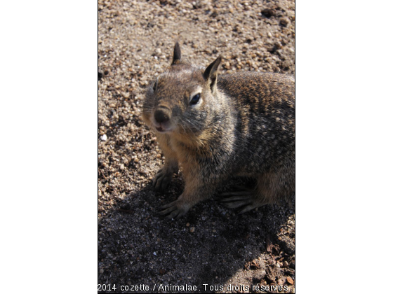écureuil américain - Photo de Animaux sauvages