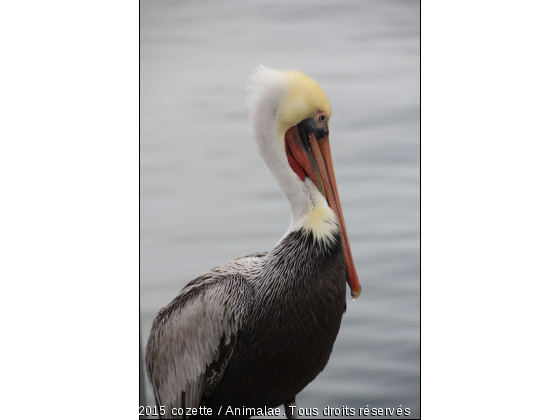 PÉLICAN - Photo de Oiseaux