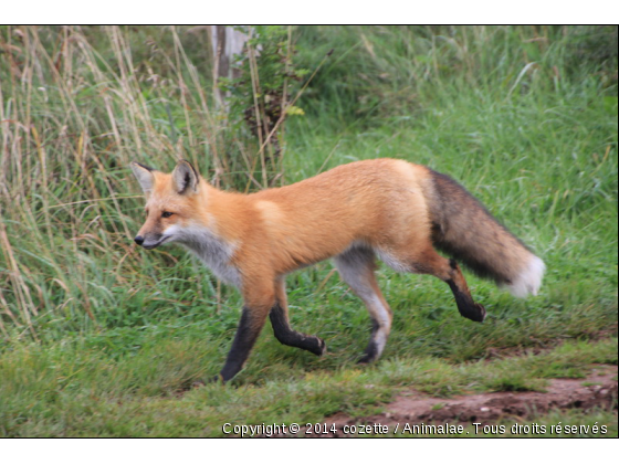 renard - Photo de Animaux sauvages