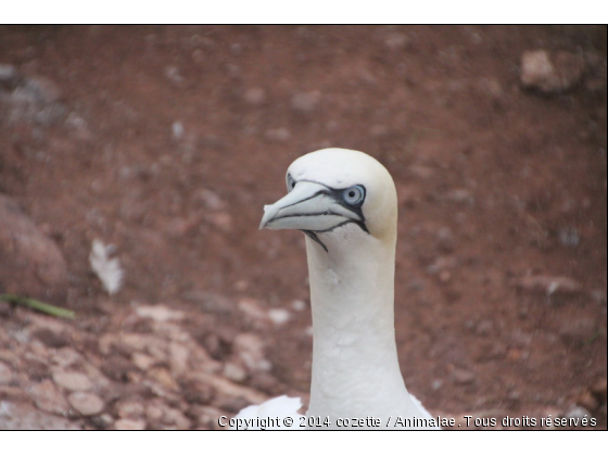 fou de bassan - Photo de Oiseaux