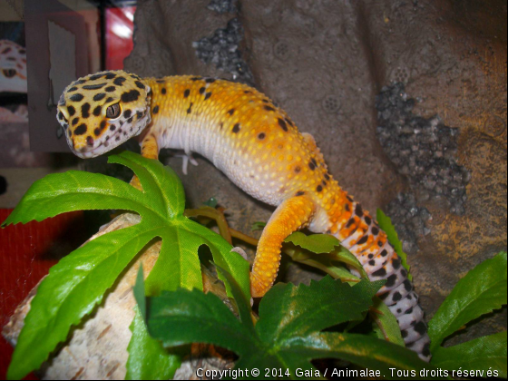 Mon loulou ( Gecko Léopard) - Photo de Reptiles
