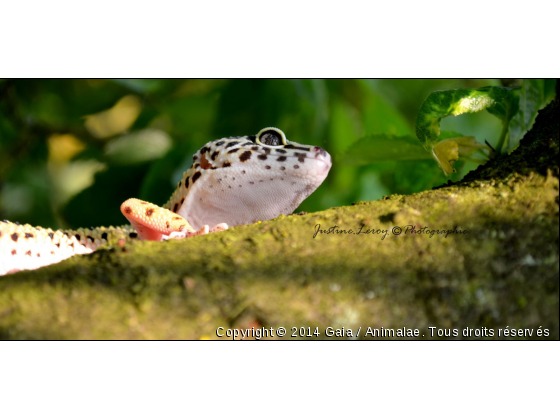 Arwen dans la nature  - Photo de Reptiles