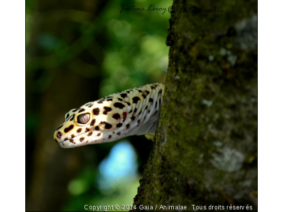 Draco dans les arbres - Photo de Reptiles