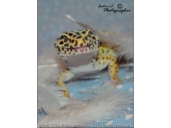 Draco mon gecko dans les plumes  - Photo de Reptiles