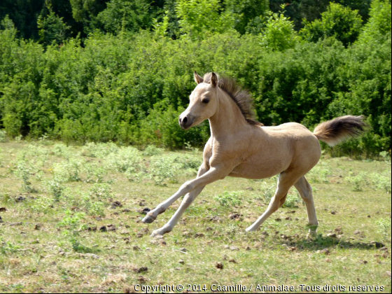 &quot; Je profite de ma vie de bébé à fond, moi ! &quot; - Photo de Chevaux