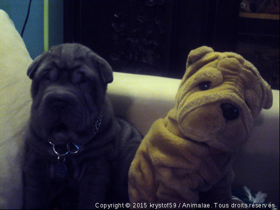 enya en duo - Photo de Chiens