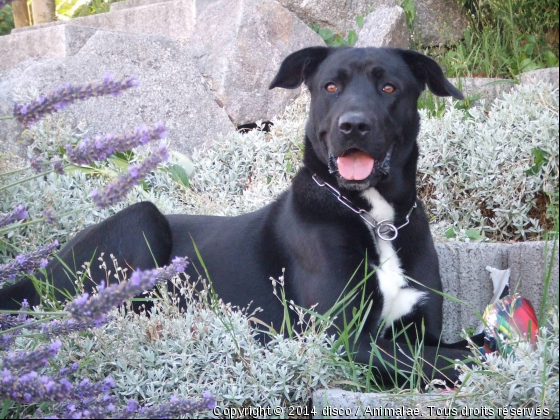 je pose  - Photo de Chiens