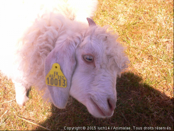 Y-a-til quelqu&#039;un dans cette boite ??  - Photo de Animaux Ferme