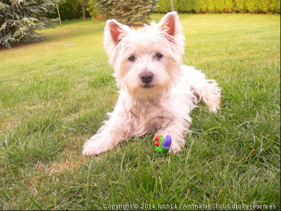 Fifji, la tornade !! - Photo de Chiens