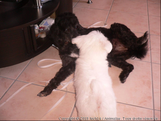 Soumets toi ! Je suis la plus forte !! - Photo de Chiens