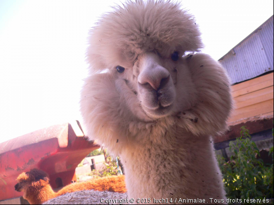 Tu veux ma photo !! - Photo de Animaux Ferme