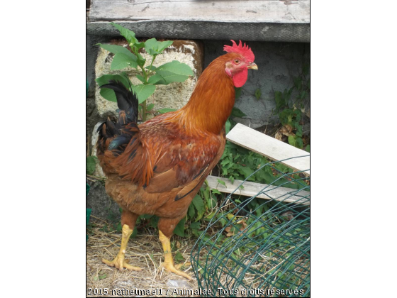 il est beau mon coco - Photo de Animaux Ferme