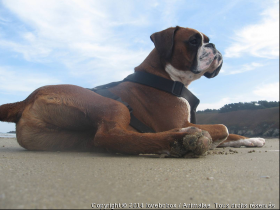 sangha&quot;le roi boxer&quot; - Photo de Chiens