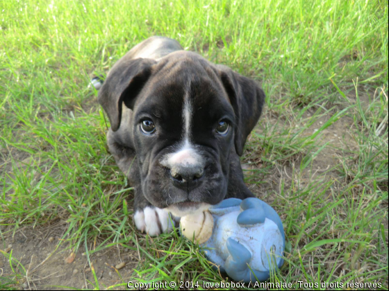 kenzo bébé boxer - Photo de Chiens