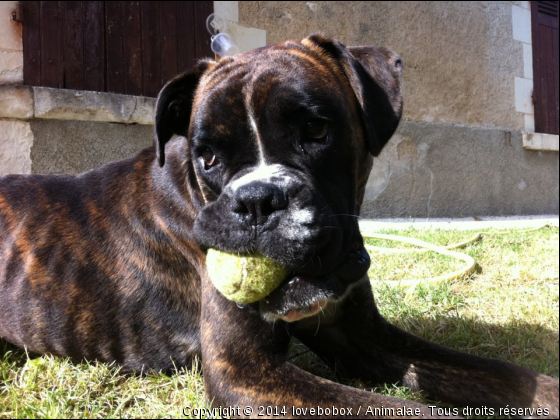 Ce n&#039;est pas un chien, c&#039;est un boxer ! - Photo de Chiens