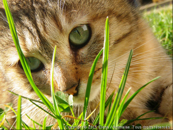 chat dans l&#039;herbe - Photo de Chats