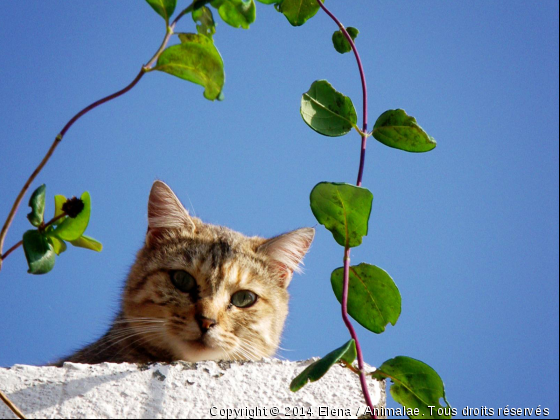 chat sur un mur - Photo de Chats