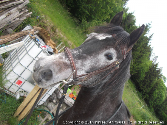 rosa - Photo de Chevaux