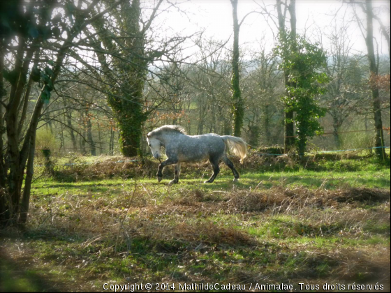 Galop un soir de Printemps - Photo de Chevaux