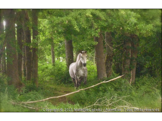 Comme une licorne... - Photo de Chevaux