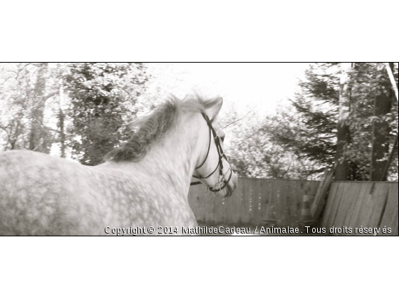 L&#039;avenir est devant toi - Photo de Chevaux