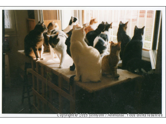 cat&#039;s - Photo de Chats