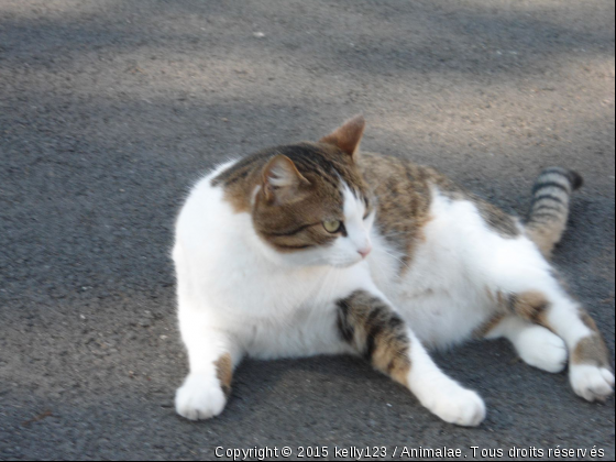 noah - Photo de Chats