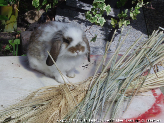 mon lapin lapinou - Photo de Rongeurs