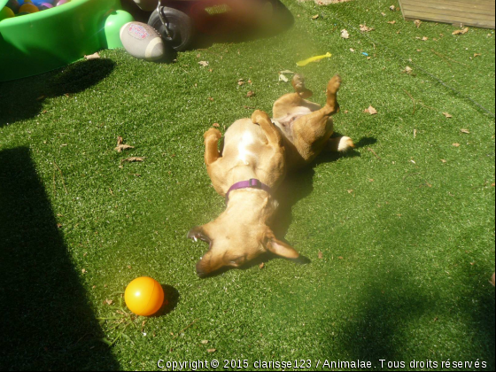 nita et sa balle - Photo de Chiens