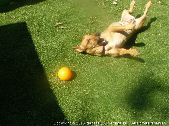 nita et sa balle - Photo de Chiens