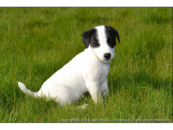 Gecko - Photo de Chiens