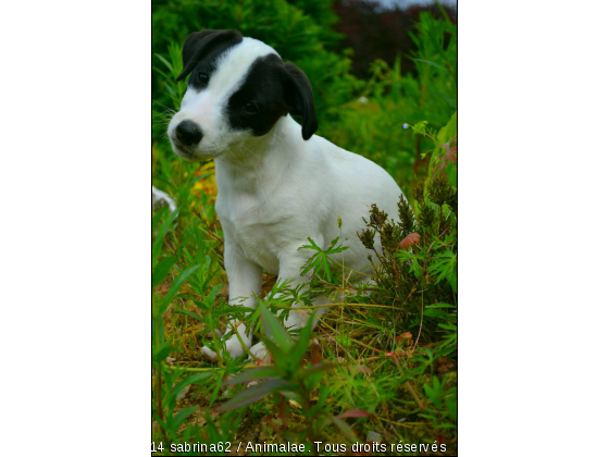 Gecko - Photo de Chiens