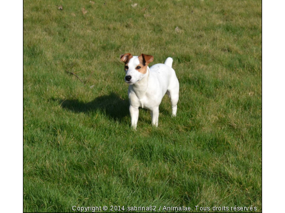 Falco - Photo de Chiens