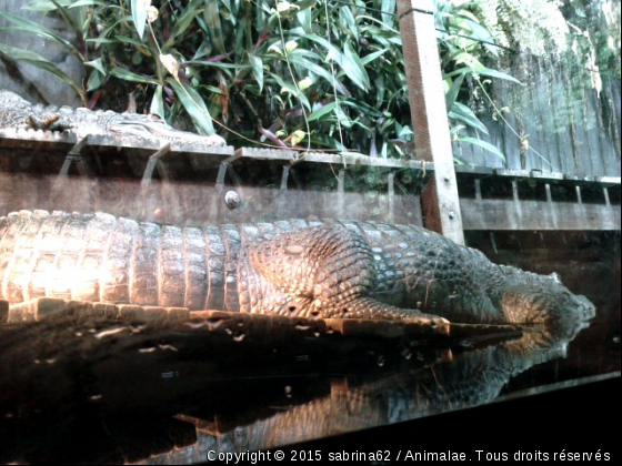 Alligator - Photo de Reptiles