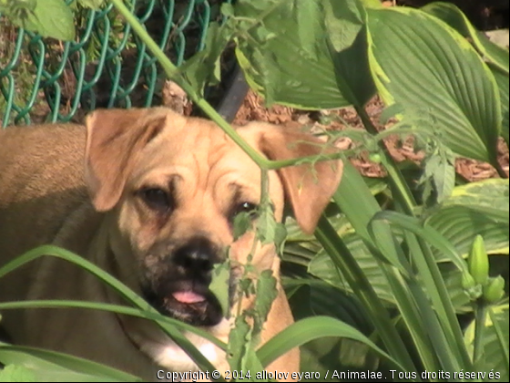 mon chien - Photo de Chiens