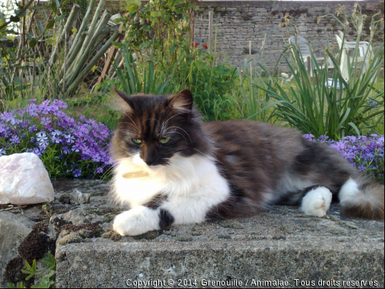 Plume - Photo de Chats