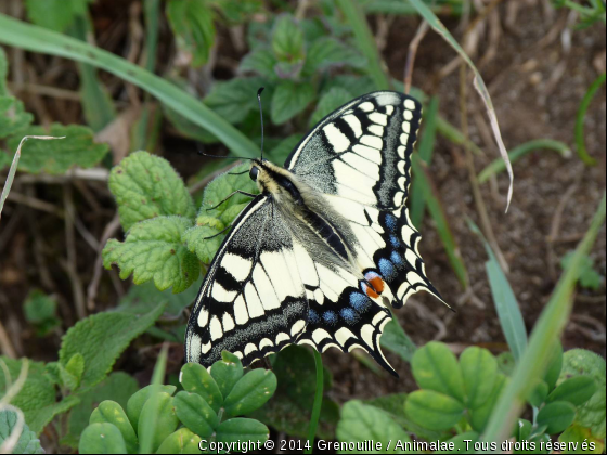 Papillon - Photo de Microcosme