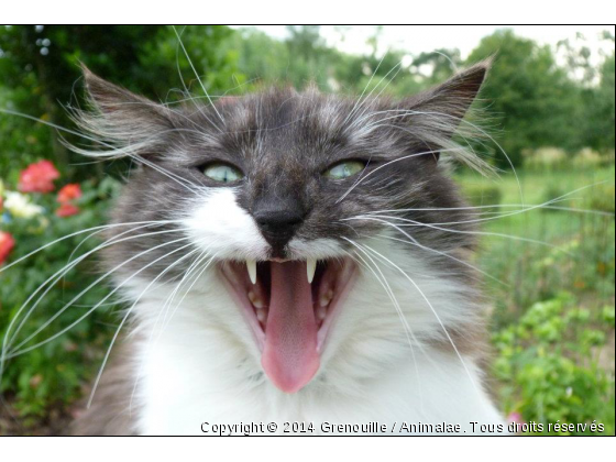 Que j&#039;ai sommeil !!! - Photo de Chats