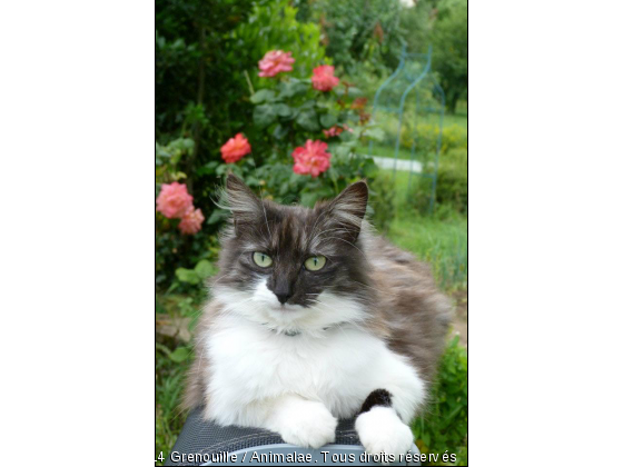 Que je suis bien ici !!! - Photo de Chats