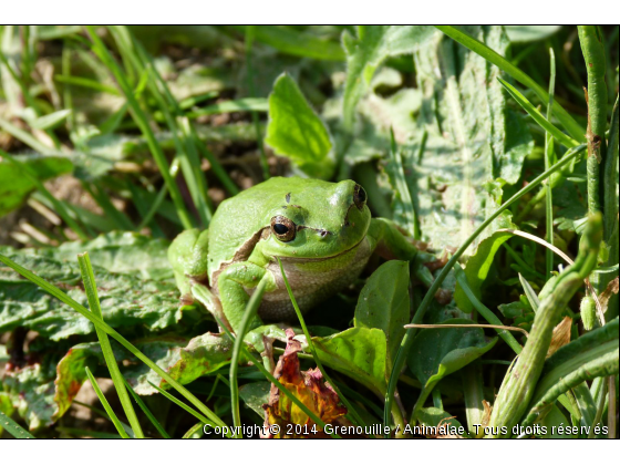 Rainette - Photo de Faune marine