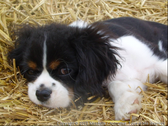 Mirabelle  - Photo de Chiens