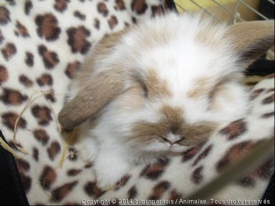 Xena, Lapine bélier angora &quot;Teddy&quot; de 5 semaines - Photo de Rongeurs