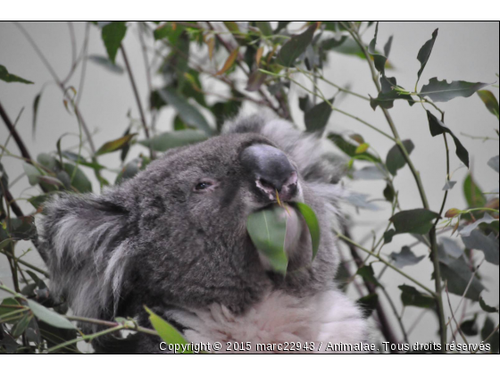 photo de koala - Photo de Animaux sauvages