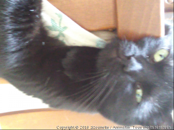 mon chat dammour - Photo de Chats