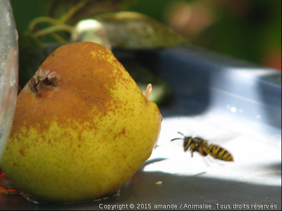 bon appétit!! - Photo de Microcosme