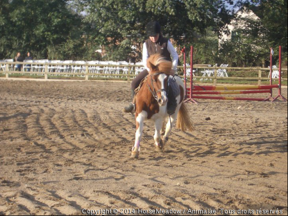 Polka , Concour - Photo de Chevaux